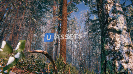 Winter Forest Environment