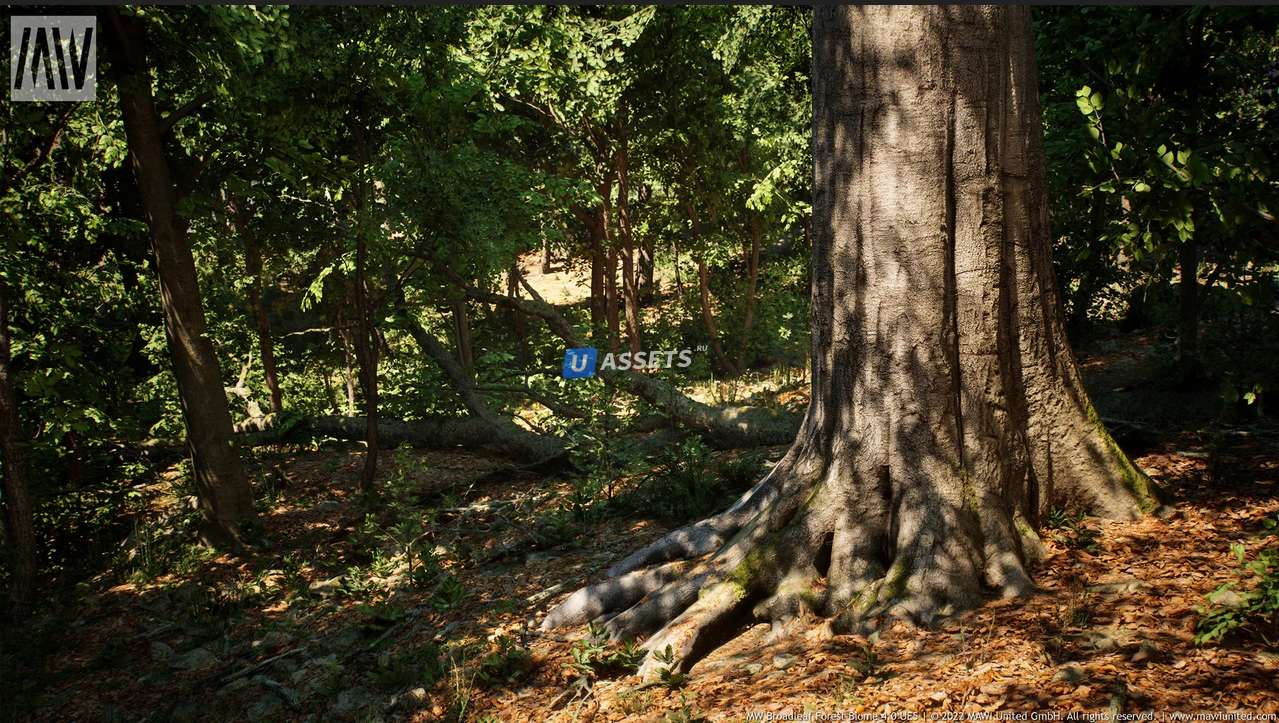 MW Broadleaf Tree Forest Biome UE5