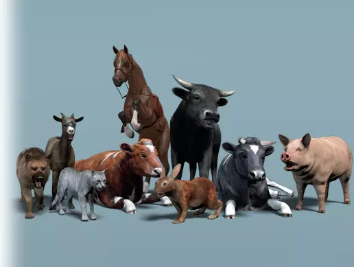 Domestic Animal Pack 1