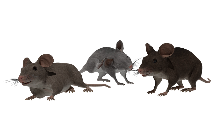 Mouse