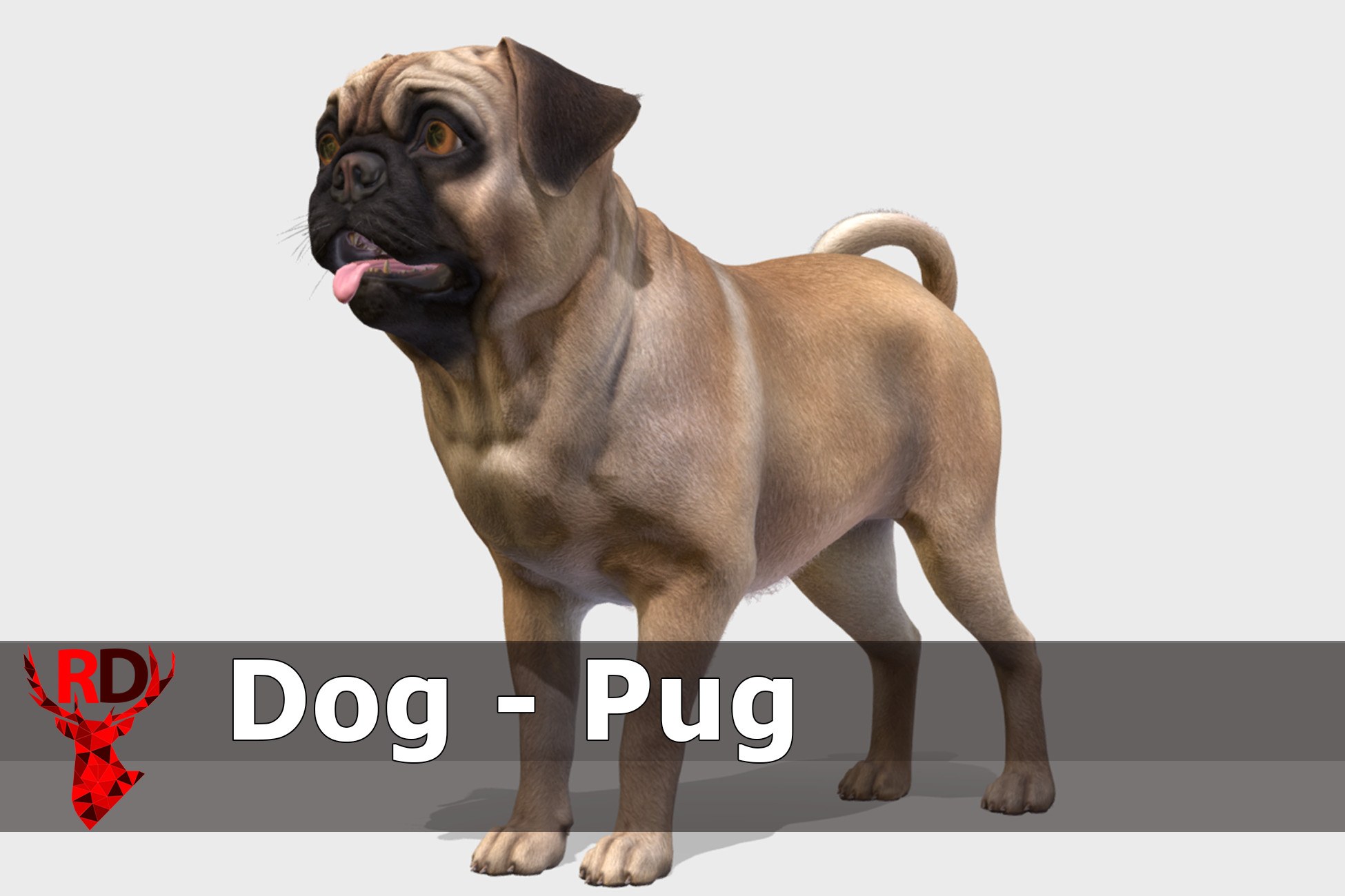 Dog - Pug